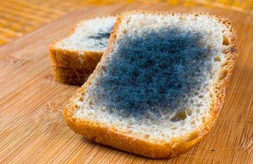 黃曲霉毒素對人體有哪些危害？