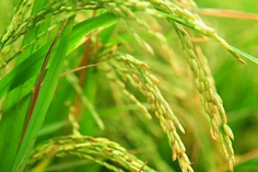 糧食重金屬檢測儀多少錢一臺(tái)？