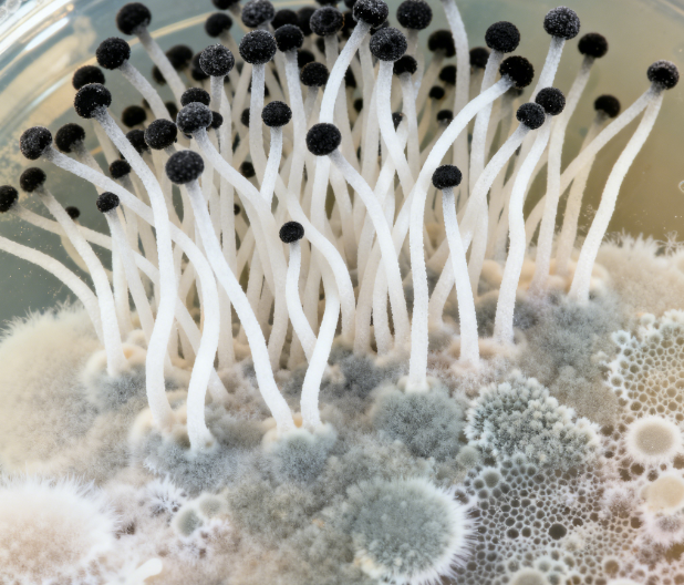 飼料原料冬季儲存風險升級，熒光定量真菌毒素檢測儀功能顯優(yōu)勢